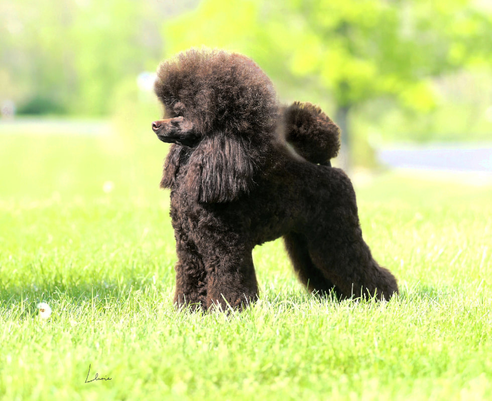 Miniature Poodle Puppy at Dog Show
