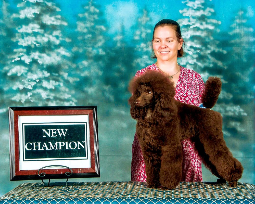 Brown Miniature Poodle Puppy