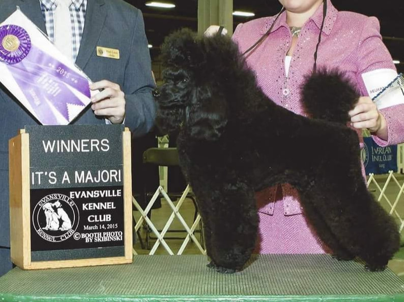 Black Miniature Poodle Puppy Show Win