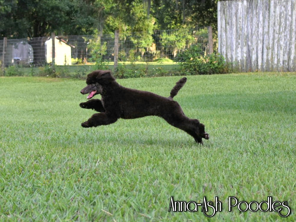 Miniature Poodle Puppy Playing