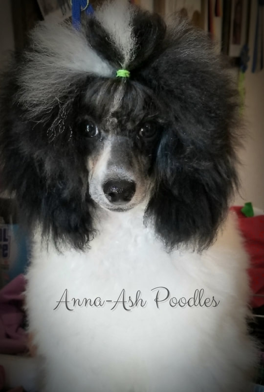 anna ash poodles