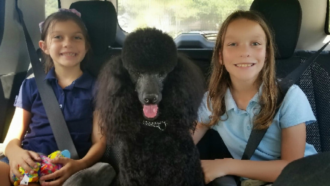 Miniature poodle with children