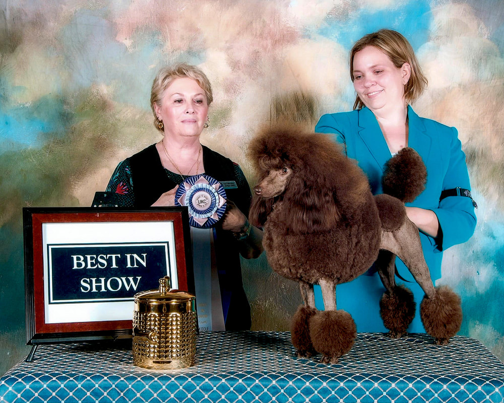 Brown Miniature Poodle Dog Show Win