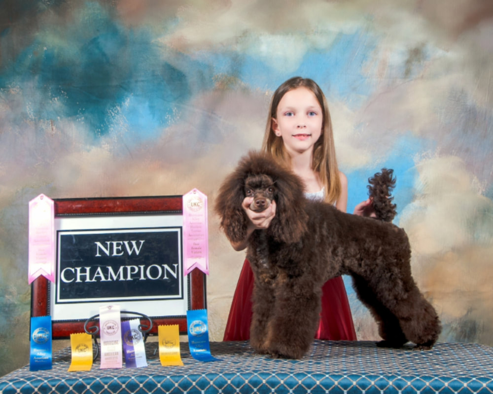 Miniature Poodle Dog Show Win Photo